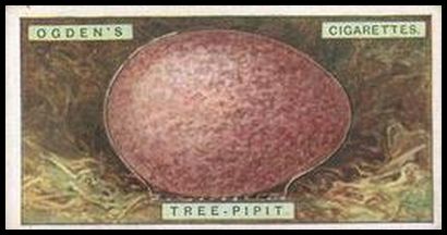 29 Tree Pipit